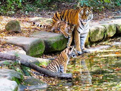 Nuremberg Zoo