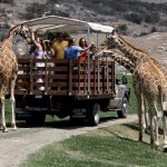 Safari Park Giraffes