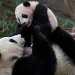 San Diego Zoo Pandas