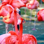 San Diego Zoo Flamingos